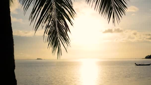 Los rayos del sol pasan a través de la rama de la palma. Árboles tropicales en la costa. Tiempo de puesta del sol — Vídeos de Stock