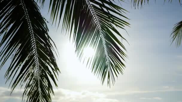 Los rayos del sol pasan a través de la rama de la palma. Árboles tropicales en la costa. Tiempo de puesta del sol — Vídeo de stock