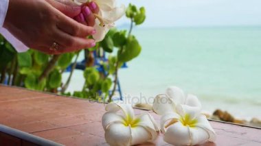 el tropik çiçekler plumeria terasta çiçek düzenleme yapmak