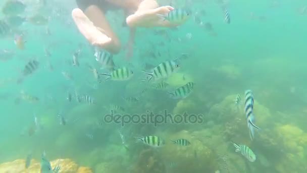 Dítě koupat v moři s rybami. Potápění v maskách — Stock video