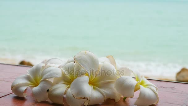 Plumeria é uma árvore com flores tropicais. PHANGAN, THAILAND . — Vídeo de Stock