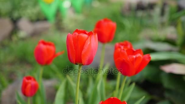 belles tulipes de fleurs fraîches au soleil 