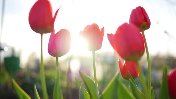 Hermosas flores frescas tulipanes en el sol — Vídeos de Stock