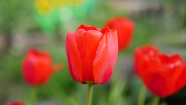 belles tulipes de fleurs fraîches au soleil 