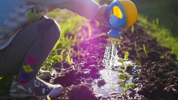 Ein Kind mit einer kleinen Gießkanne gießt das Gras im Hof. Junggärtner — Stockvideo