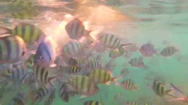 Un grand nombre de poissons nagent autour des récifs. Plongée sous-marine masquée. Île tropicale. Lumière du soleil à travers l'eau 