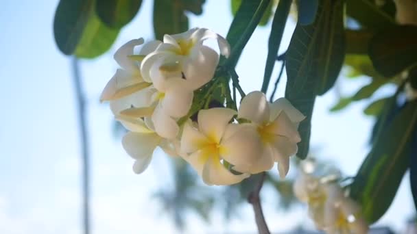 Plumeria é uma árvore com flores tropicais. PHANGAN, THAILAND . — Vídeo de Stock