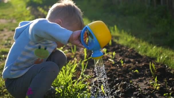 Uma criança com uma pequena rega pode regar a grama no quintal. Jovem jardineiro — Vídeo de Stock