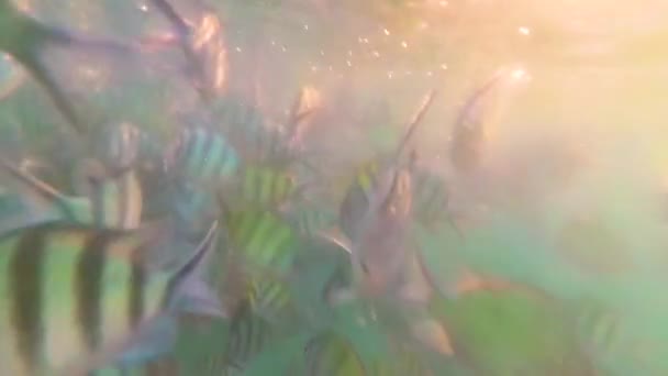 A large number of fish swim around the reefs. Scuba diving in masks. Tropical island. Sunlight through the water — Stock Video