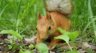Kızıl sincap ustalıkla fındık parkta kemiren