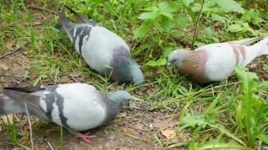 Tahıl yaz Park yerden gagalamayı güvercinler