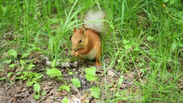 Écureuil roux ronge habilement les noix dans le parc — Video