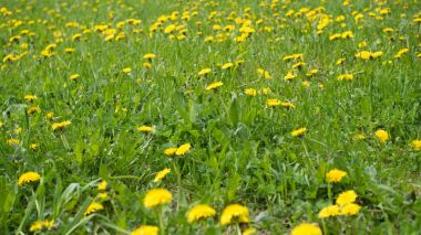 Dandelions alanında yaz. Panoramik görünüm