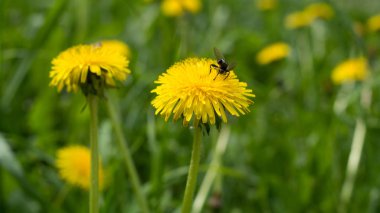 Dandelions alanında yaz. Yakın çekim