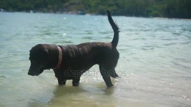 komik köpek su dalgalar deniz ile çalış