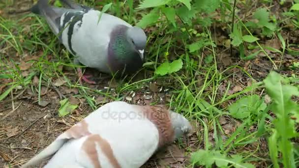 Palomas picoteando grano del suelo en el parque de verano — Vídeo de stock