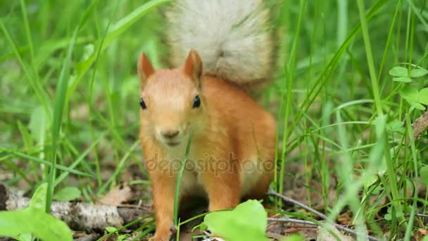 Vörös mókus ügyesen rágja a parkban dió — Stock videók