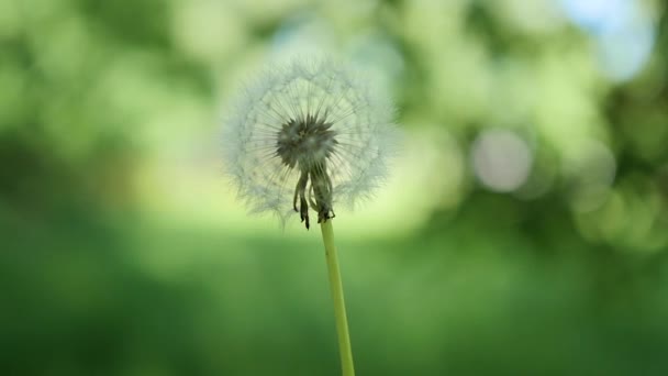 Löwenzahnsamen fliegen im Wind. Natur, grüner Hintergrund — Stockvideo