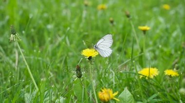 Yaz aylarında dandelions bir alanında oturup kelebek. Portre