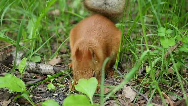 Écureuil roux ronge habilement les noix dans le parc — Video