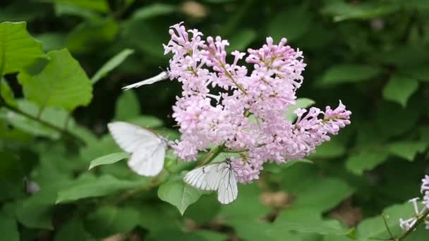 Mariposa blanca se sienta en la floración lila. mariposa de col — Vídeo de stock