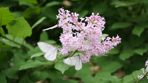 Witte vlinder zit op bloeiende lila. cabbage butterfly — Stockvideo