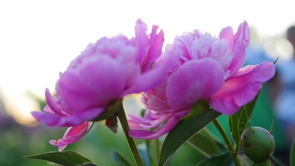 Hermosa peonía flor jardín. Luz solar de verano. Jardín, naturaleza — Vídeo de stock