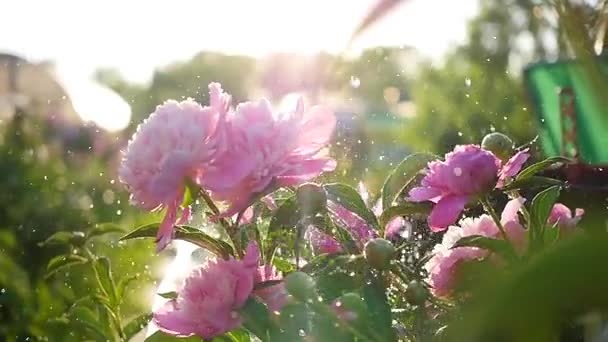 Regen valt op de mooie bloemen pioenrozen. Zomer zonlicht. Tuin, natuur — Stockvideo