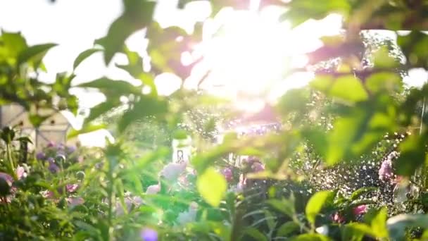 Chuva cai sobre as belas flores peônias. Luz solar de verão. Jardim, natureza — Vídeo de Stock