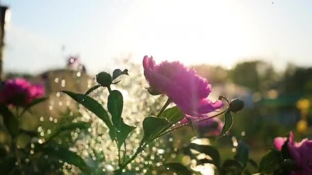 La lluvia cae sobre las hermosas flores peonías. Luz solar de verano. Jardín, naturaleza — Vídeo de stock