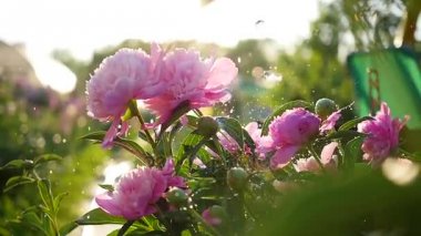 Güzel çiçekler peonies yağmur yağar. Yaz güneş ışığı. Bahçe, doğa