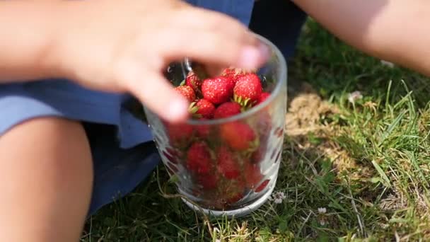 L'enfant s'assoit sur la pelouse et mange les baies rouges. main en gros plan. baies de jardin Victoria — Video