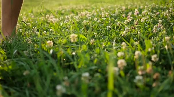 Man with naked feet walking on the grass. Healthy lifestyle — Stock Video