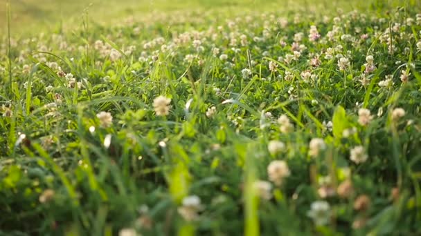 Homme aux pieds nus marchant sur l'herbe. Mode de vie sain — Video