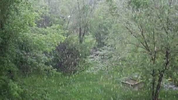 Ciężkie ulewy w letni dzień w parku. Natura — Wideo stockowe