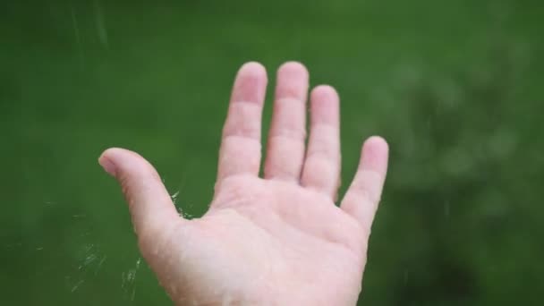 Regen druppels vallen op palm. zomerregen — Stockvideo