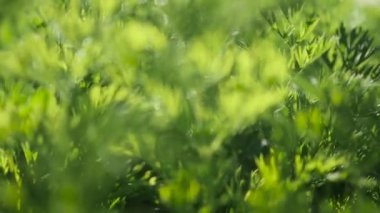 Makro ot, kamera çekimde. Odak, bokeh alternatif