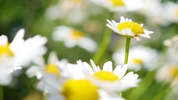 Camomila campo perto upcamomile campo close up câmera em movimento, girando o foco — Vídeo de Stock