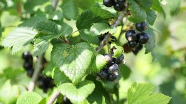 kuş üzümü, yakın çekim yaprak ve meyveleri. Siyah frenk üzümü çilek