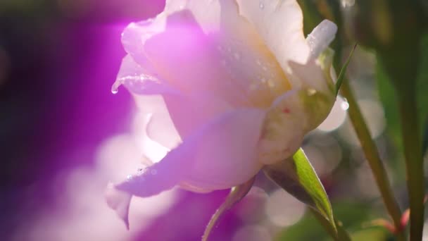 Бутон троянди крупним планом після дощу — стокове відео