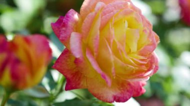 Gül Bud yakın çekim yağmur sonrası