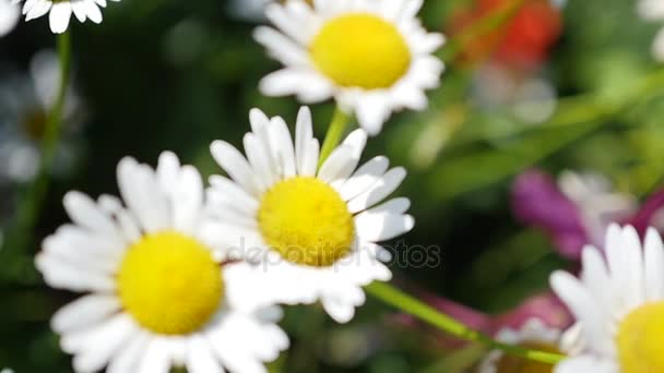 Camomila campo perto upcamomile campo close up câmera em movimento, girando o foco — Vídeo de Stock