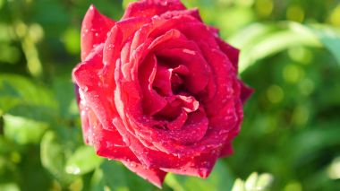 Gül Bud yakın çekim yağmur sonrası