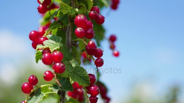 醋栗，特写的浆果和树叶。红醋栗浆果 — 图库视频影像