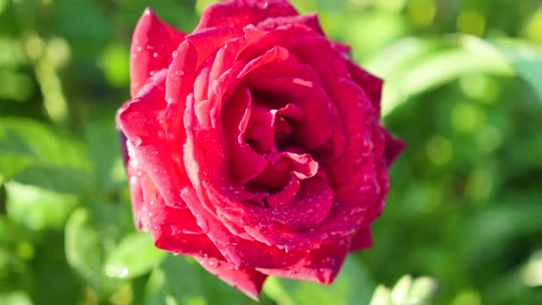 Róża pączek z bliska po deszczu — Wideo stockowe