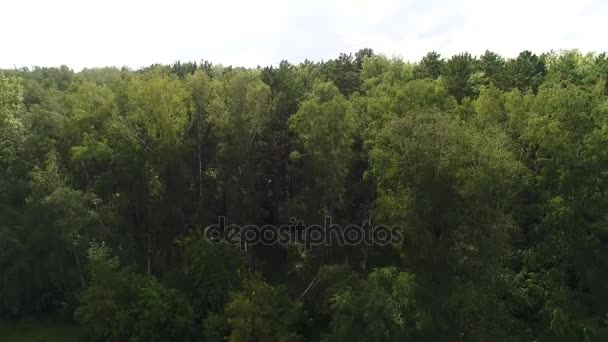 Беспилотник летит над лесом. Вид сверху .4k UHD — стоковое видео