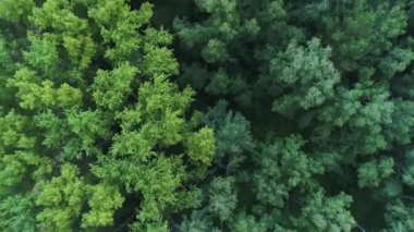 Uçak ormanın üzerinde uçuyor. Above.4k Uhd görüntülemek