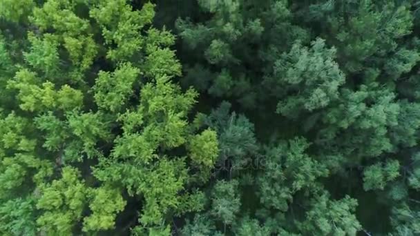 Le drone survole la forêt. Vue d'en haut.4k UHD 