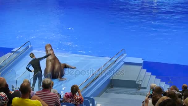 Vladivostok, Rússia - 28 de julho de 2017: As pessoas assistem a uma apresentação no Dolphinarium. O desempenho de uma morsa no palco — Vídeo de Stock