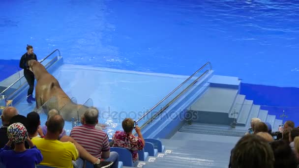 Владивосток, Россия - 28 июля 2017: Люди смотрят спектакль в дельфинарии. Выступление моржа на сцене — стоковое видео
